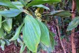 Acacia mangium. Ветвь с плодами и листьями. Мадагаскар, провинция Туамасина, регион Ацинанана, заповедник \"Пальмариум\". 13.10.2016.