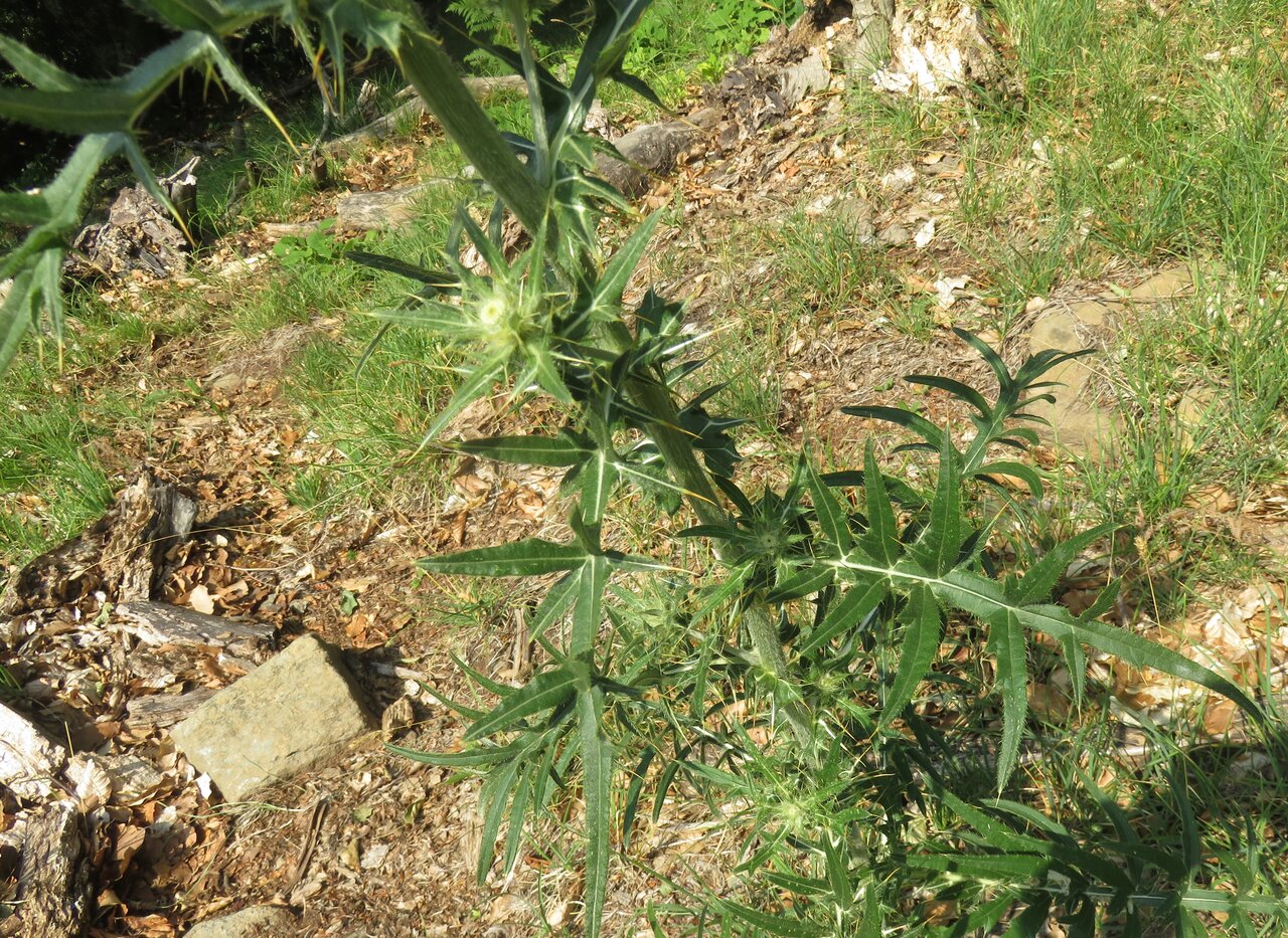 Изображение особи Cirsium eriophorum.