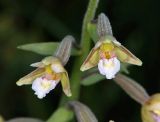 Epipactis palustris. Цветки. Горный Крым, Главная гряда, ручей Суат, влажная луговина. 15 июля 2022 г.