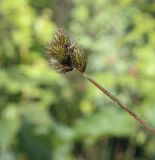 Carex leporina. Верхушка плодоносящего побега. Пермский край, Оханский р-н, Тулумбаихинское сельское поселение, Кунчурихинский бор, сосновый бор. 30.07.2022.