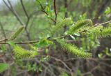 Salix triandra