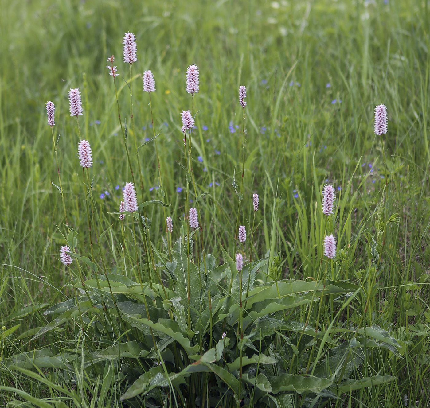 Изображение особи Bistorta officinalis.