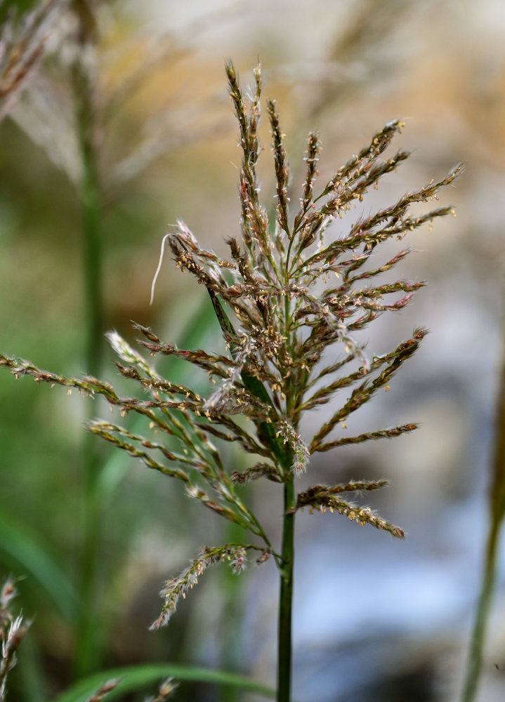 Изображение особи Miscanthus sinensis.