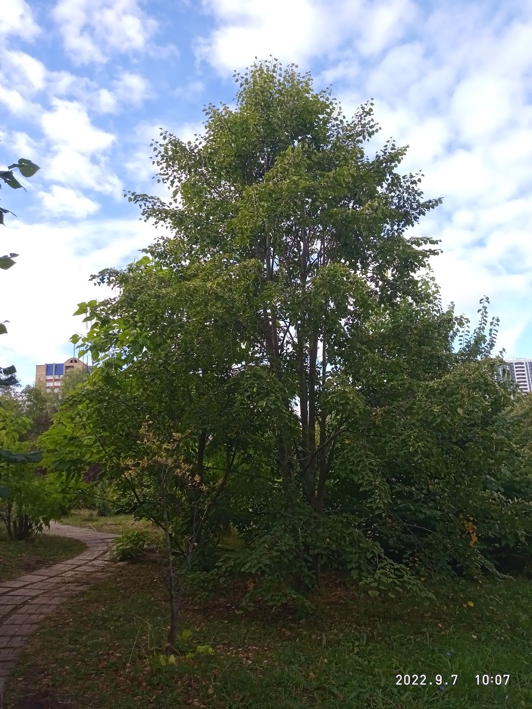 Image of Tilia taquetii specimen.