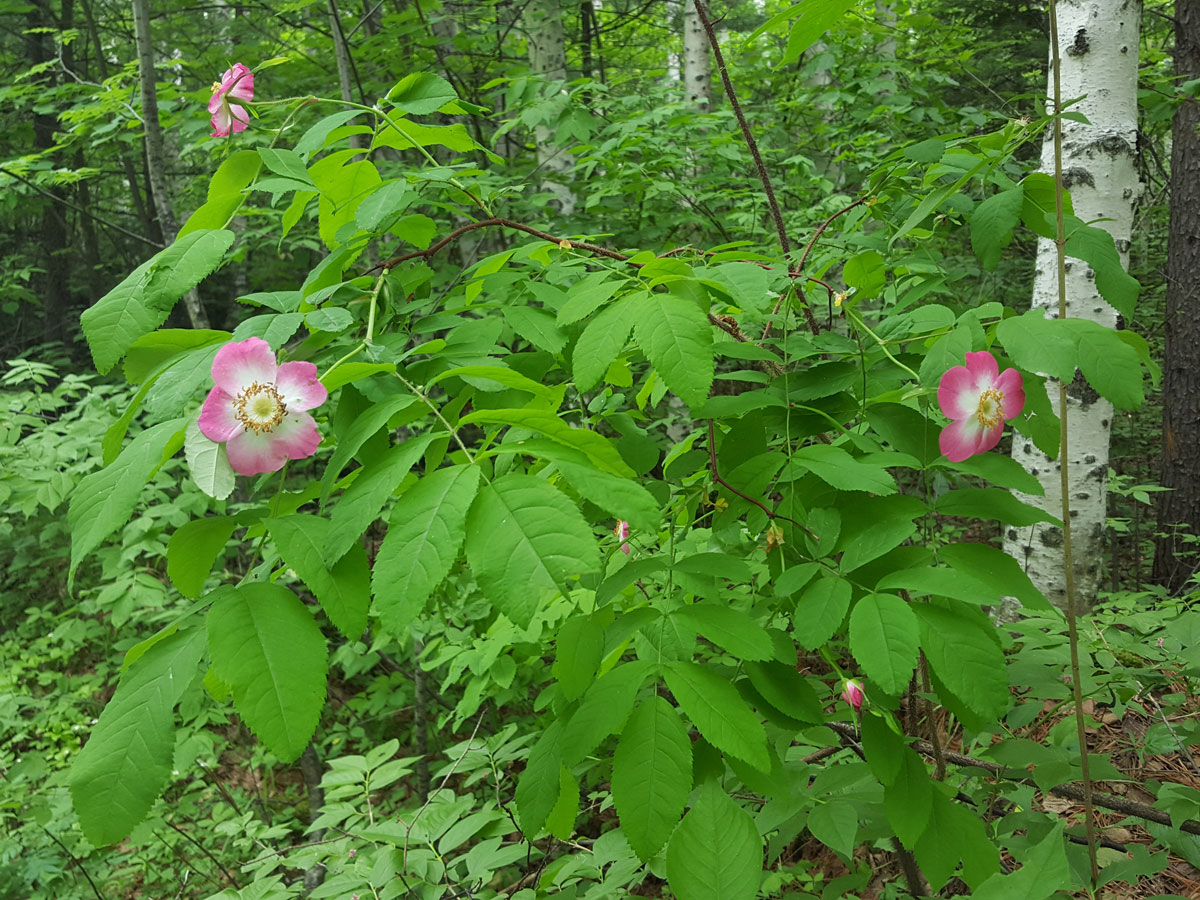 Изображение особи Rosa amblyotis.