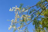 Moringa oleifera