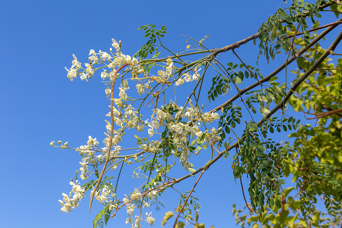 Изображение особи Moringa oleifera.