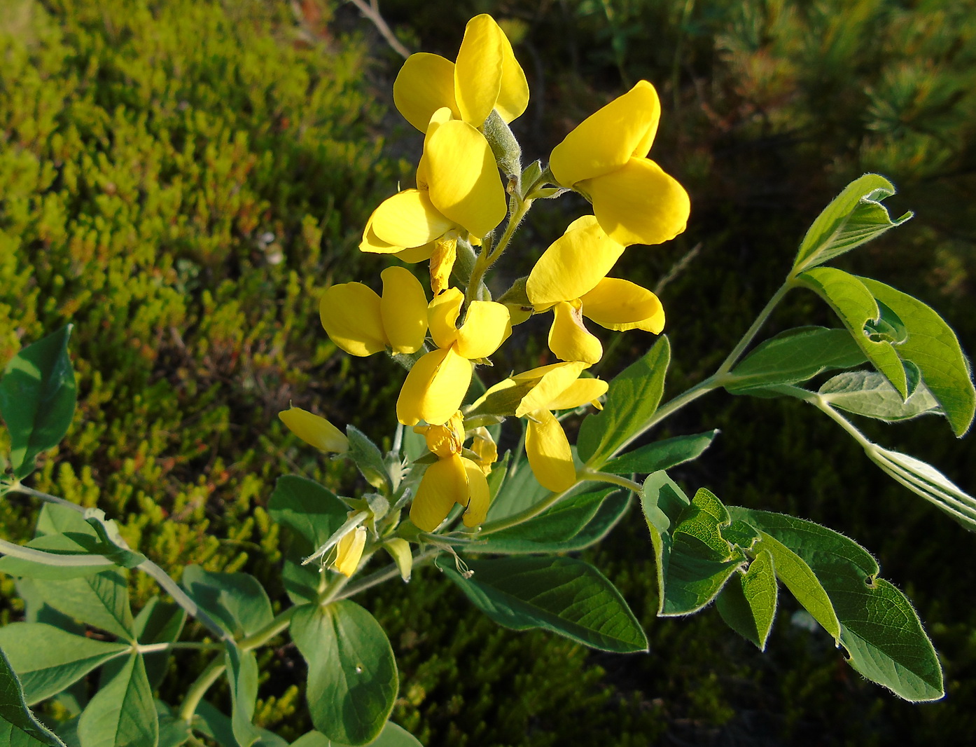 Изображение особи Thermopsis lupinoides.