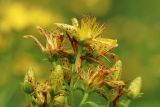 Hypericum maculatum. Верхушка соцветия с цветками и бутонами. Мурманская обл., Кольский р-н, долина р. Титовка ниже автодороги А138 Мурманск — Печенга, окр. Мельничных водопадов, верхняя часть склона долины, травяно-кустарничковый березняк, поляна, разнотравный луг. 02.08.2022.
