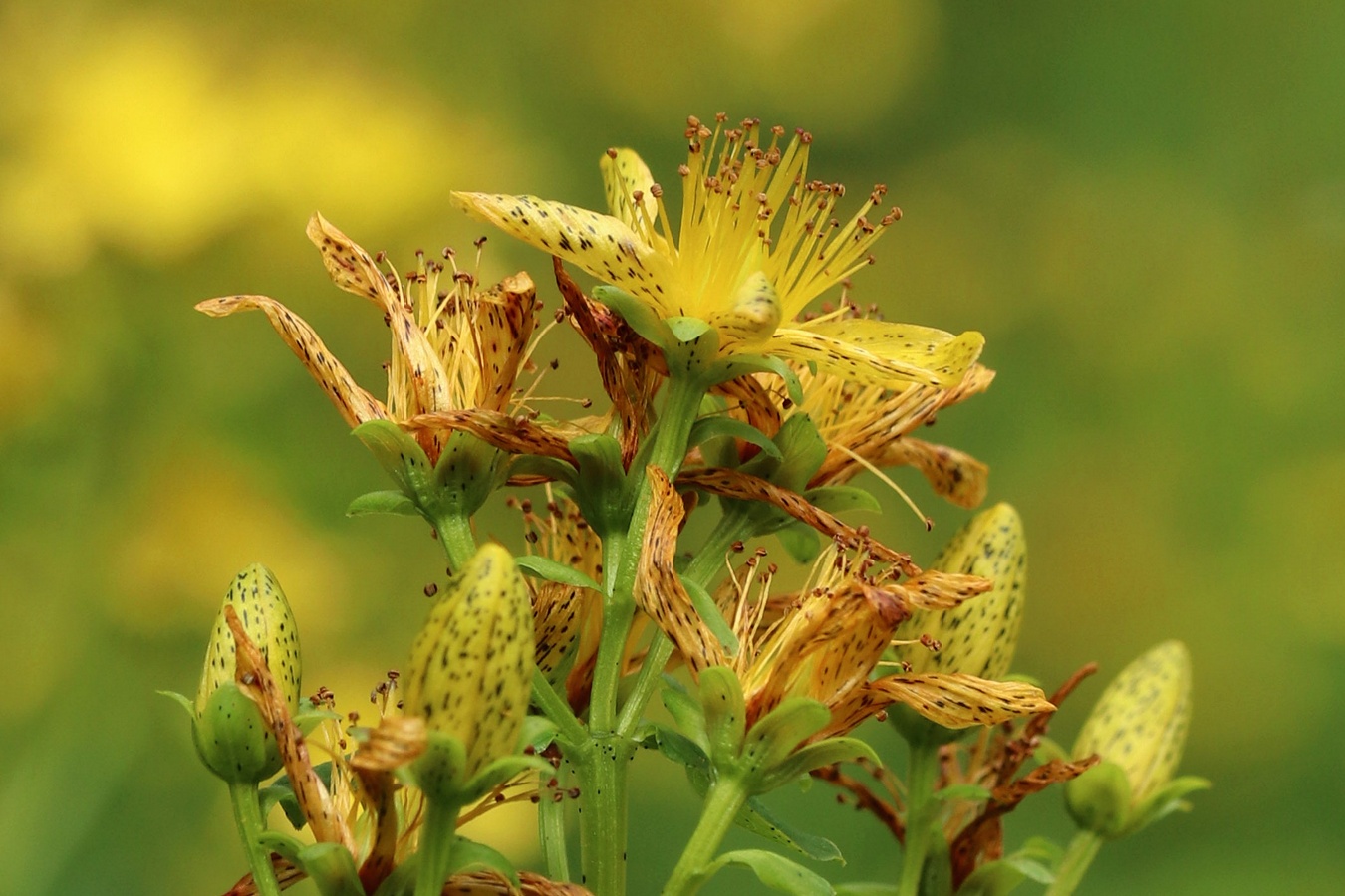 Image of Hypericum maculatum specimen.
