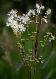 Filipendula vulgaris. Соцветие и часть соплодия. Северная Осетия, Пригородный р-н, Какадурский перевал, ≈ 1700 м н.у.м., луговой склон. 23.07.2022.