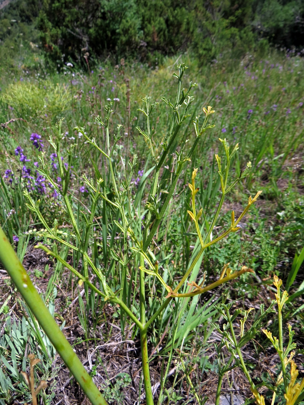 Изображение особи Ferula tschimganica.