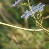 Daucus carota. Фрагмент стебля. Республика Адыгея, окраина пос. Каменномостский, ур. Холодное, луг. 28 июля 2022 г.