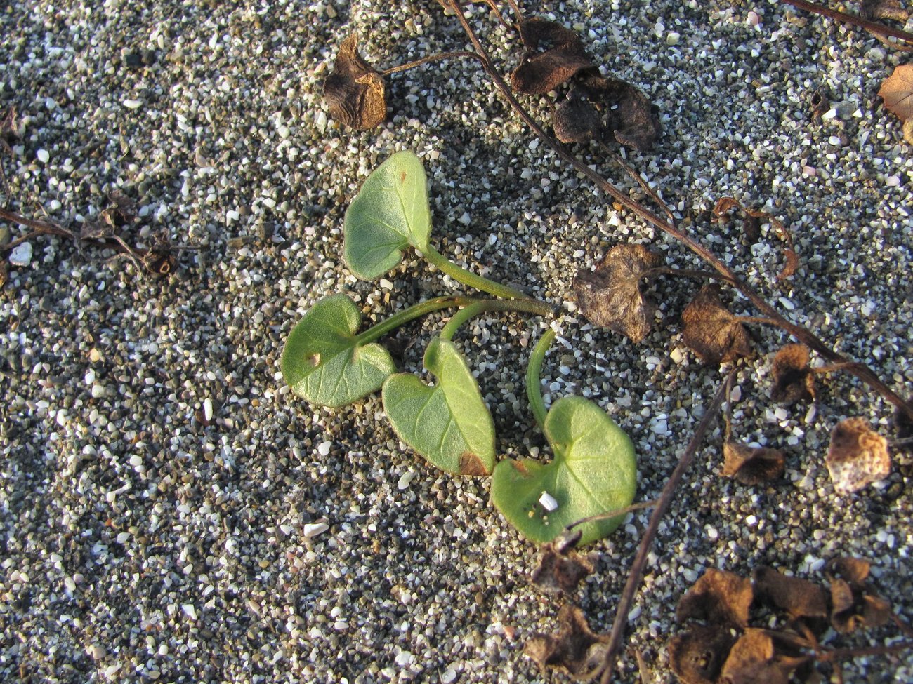 Image of Calystegia soldanella specimen.