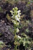 Pedicularis dolichorrhiza. Верхушка соцветия. Южный Казахстан, Таласский Алатау, ущелье Коксай, горный луг, высота ~2400 м н.у.м. 19.07.2010.