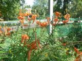 Lilium lancifolium