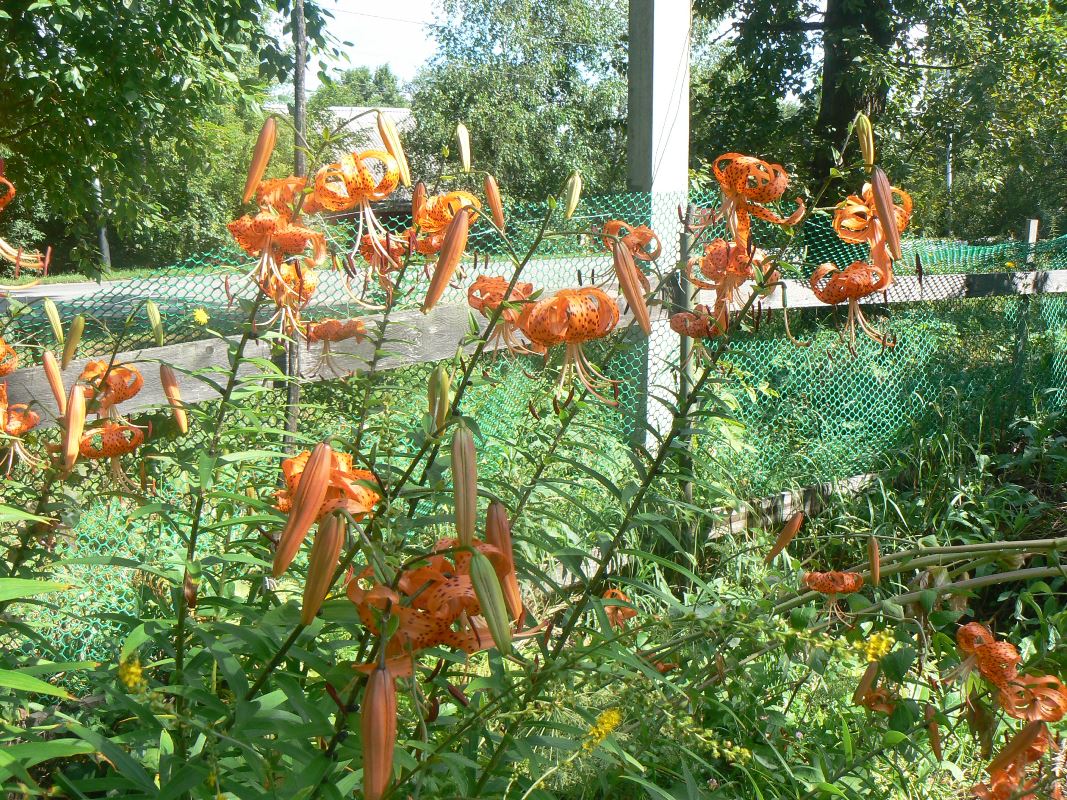 Image of Lilium lancifolium specimen.