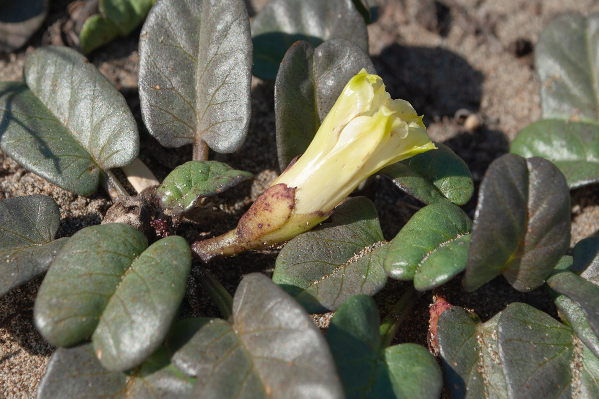 Image of Ipomoea imperati specimen.