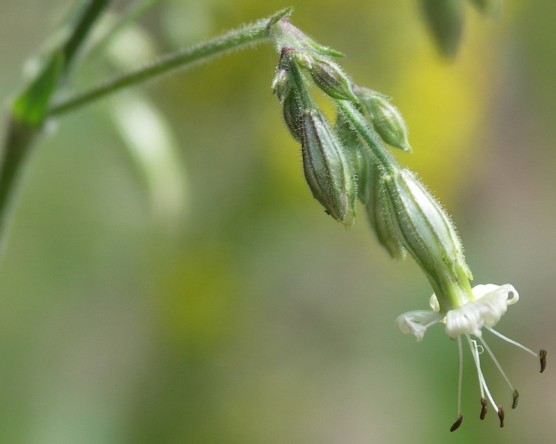 Image of Silene nutans specimen.