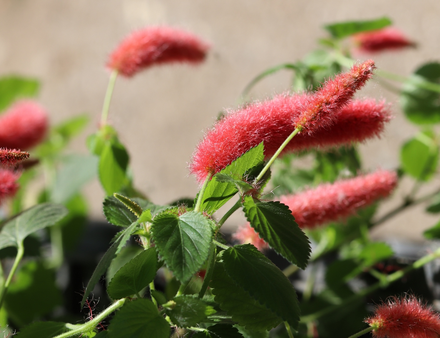 Изображение особи Acalypha herzogiana.