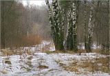 Betula pendula. Зимующие растения. Москва, Кузьминский лесопарк, окраина поляны, смешаный лес с преобладанием лиственных. 28.02.2008.