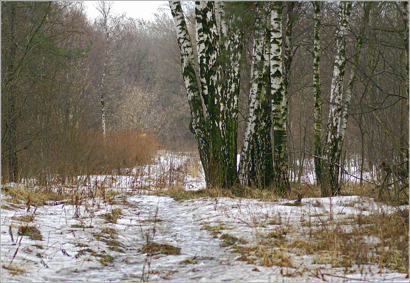 Изображение особи Betula pendula.