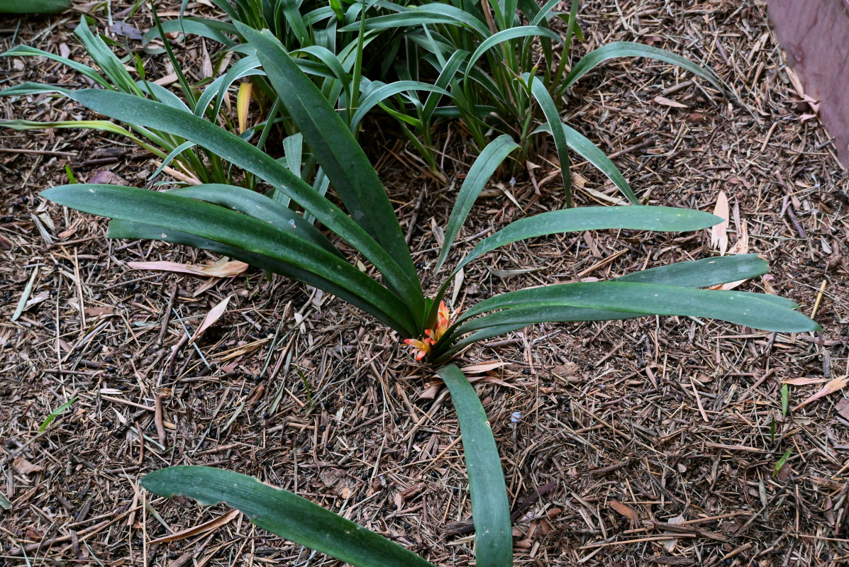 Image of Clivia miniata specimen.