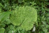 род Petasites