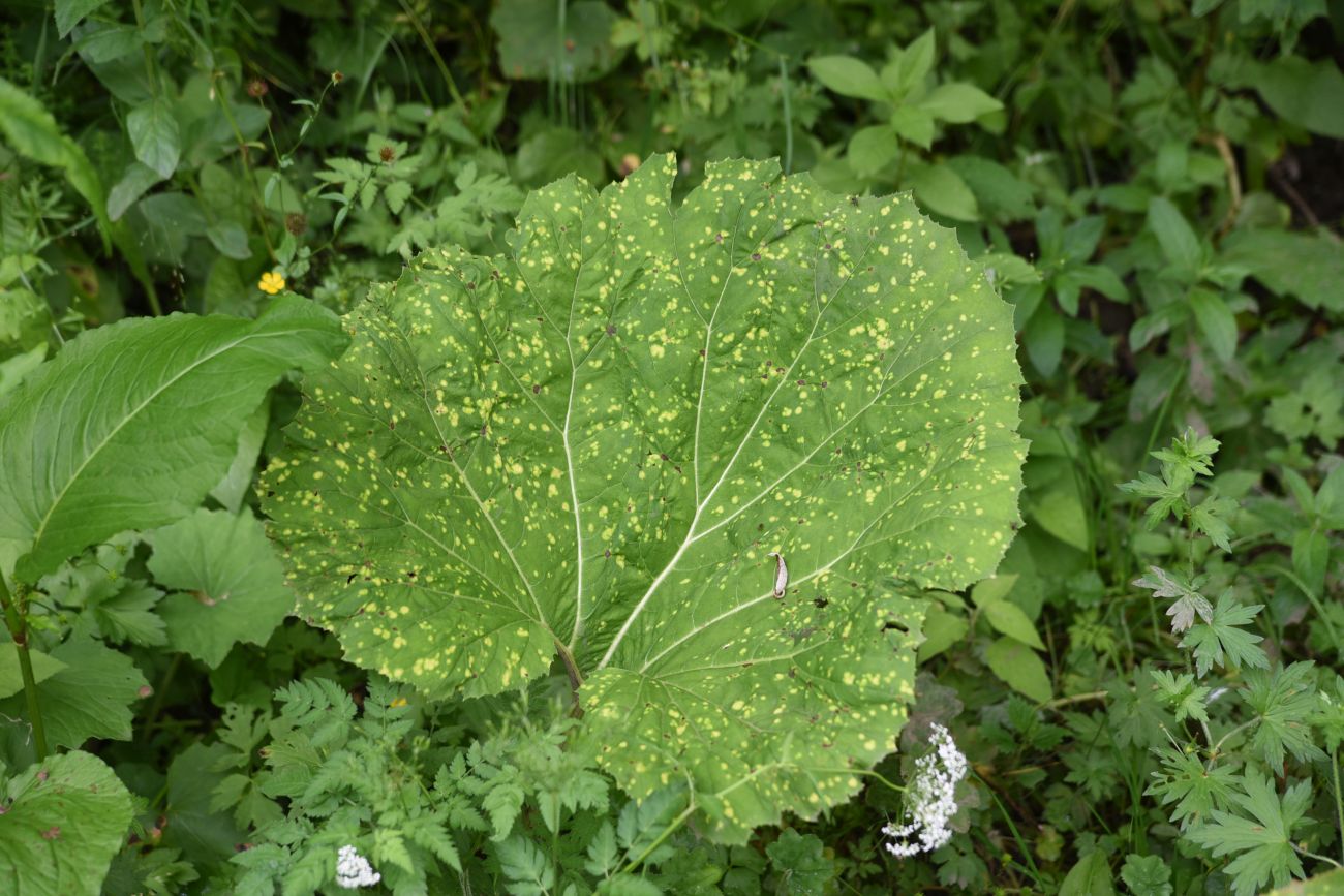 Изображение особи род Petasites.