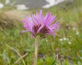 Erigeron venustus. Верхушка побега с соцветием. Карачаево-Черкесия, Урупский р-н, Кавказский биосферный заповедник, Имеретинские озёра, дол. оз. Ривьера, ≈ 2650 м н.у.м., альпийский луг. 27.07.2022.