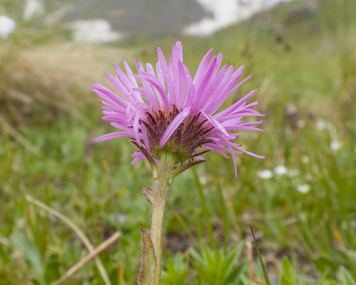 Image of Erigeron venustus specimen.