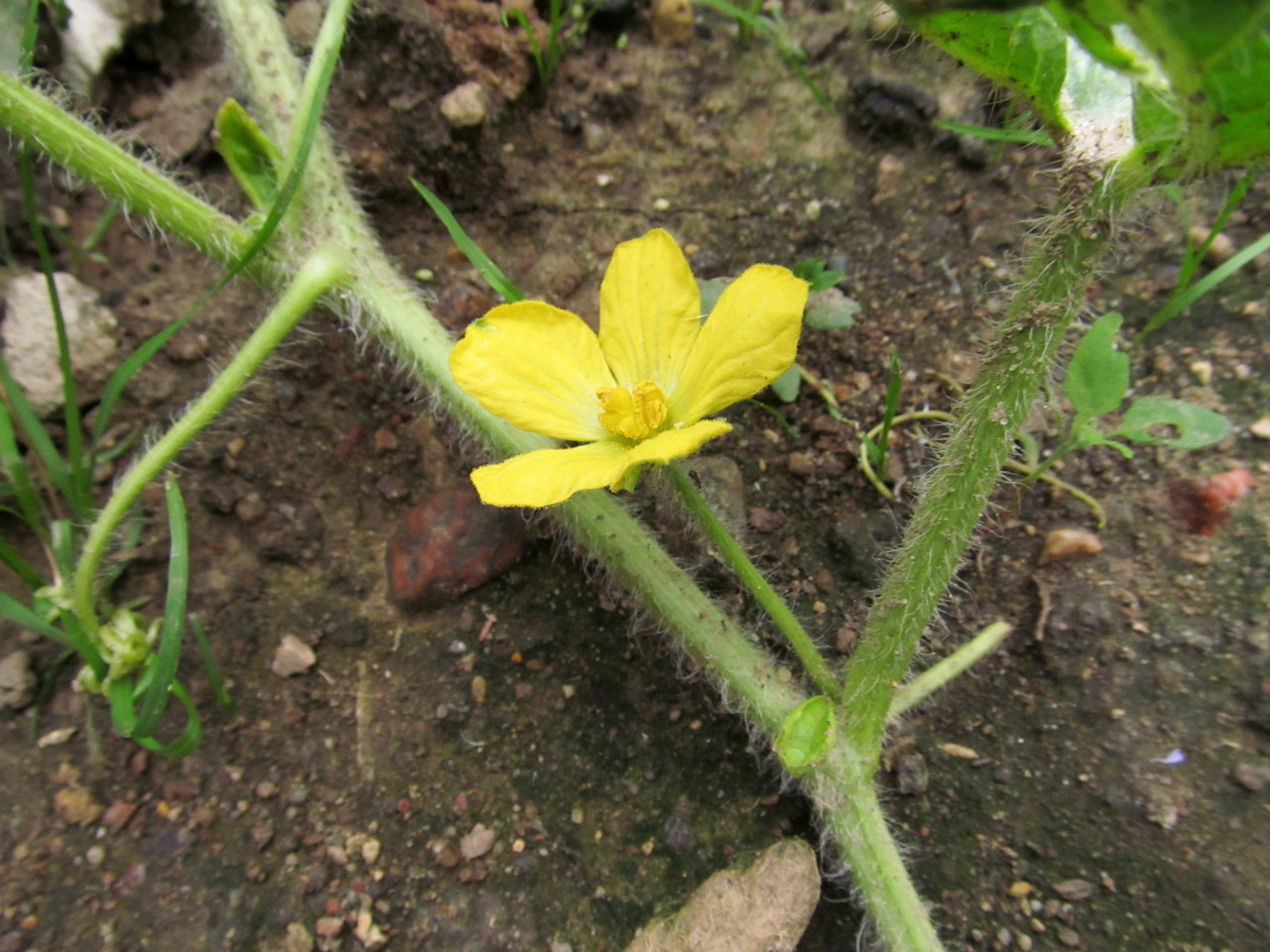 Image of Citrullus lanatus specimen.