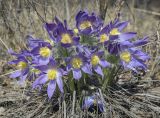 Pulsatilla patens