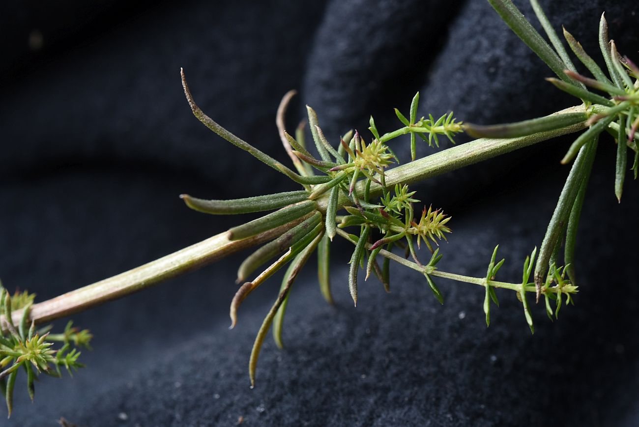 Image of genus Galium specimen.