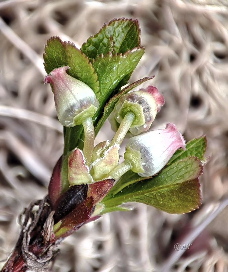 Image of Arctous alpina specimen.