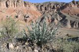 Jurinea pteroclada. Вегетирующее растение. Таджикистан, Согдийская обл., Исфара, глинисто-щебнистый склон. 3 мая 2023 г.