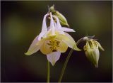 Aquilegia vulgaris