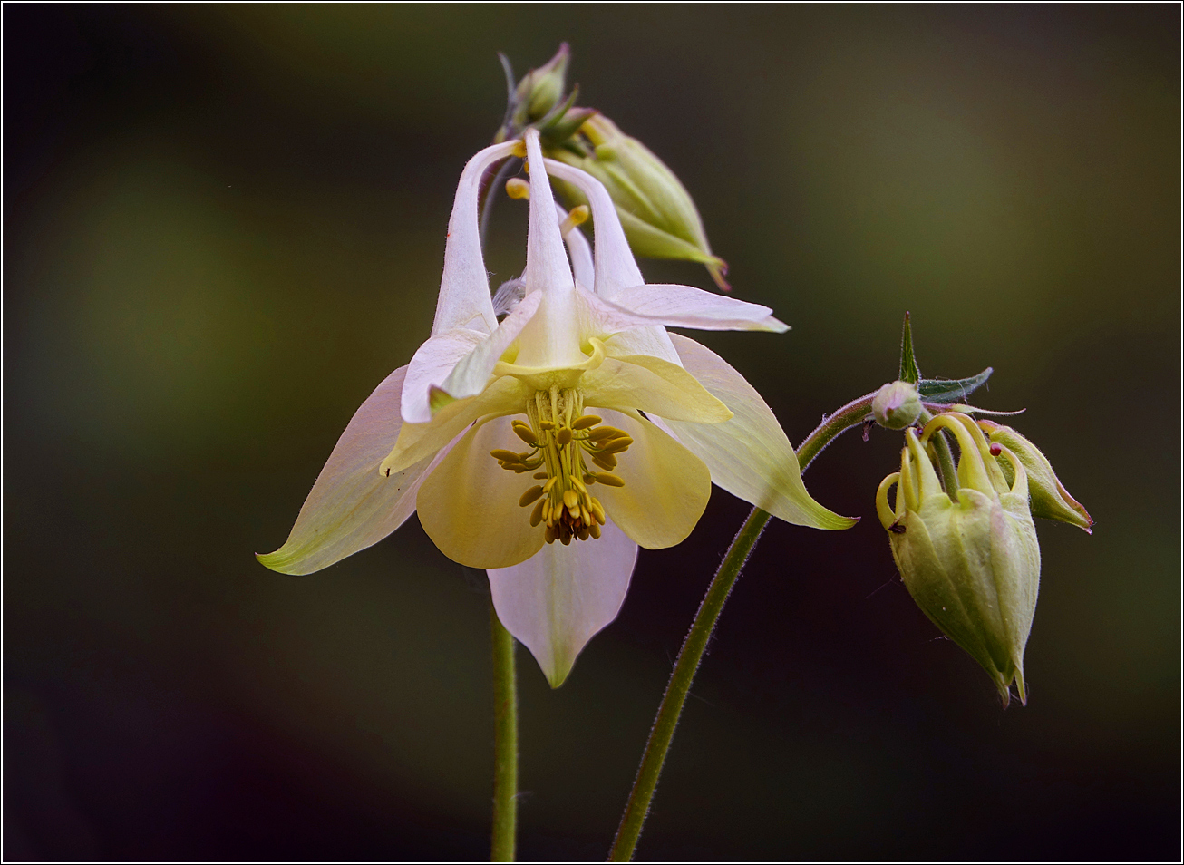 Изображение особи Aquilegia vulgaris.