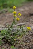 Erysimum ibericum. Цветущее и плодоносящее растение. Карачаево-Черкесия, Зеленчукский р-н, окр. пос. Архыз, ущелье ручья Баритовый, каменистый склон. 10.06.2023.