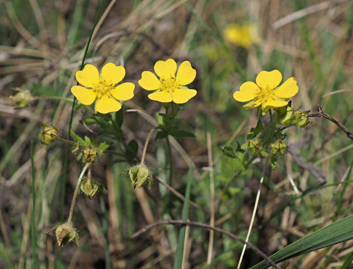 Image of Potentilla humifusa specimen.