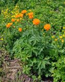 Trollius asiaticus. Цветущие растения в сообществе с Ranunculus. Алтай, Онгудайский р-н, Семинский перевал, ≈ 1700 м н.у.м., луговой склон. 30.06.2021.