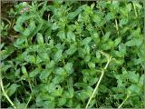 Veronica beccabunga