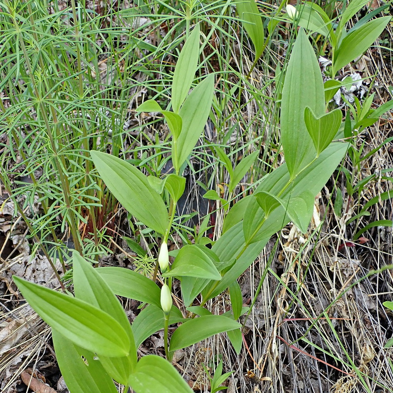 Image of Polygonatum humile specimen.