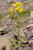 Senecio sosnovskyi