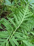 Onoclea sensibilis
