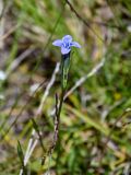 Gentianopsis barbata