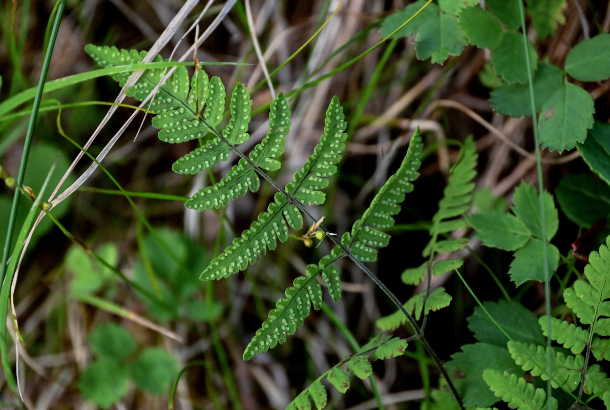 Изображение особи Gymnocarpium dryopteris.