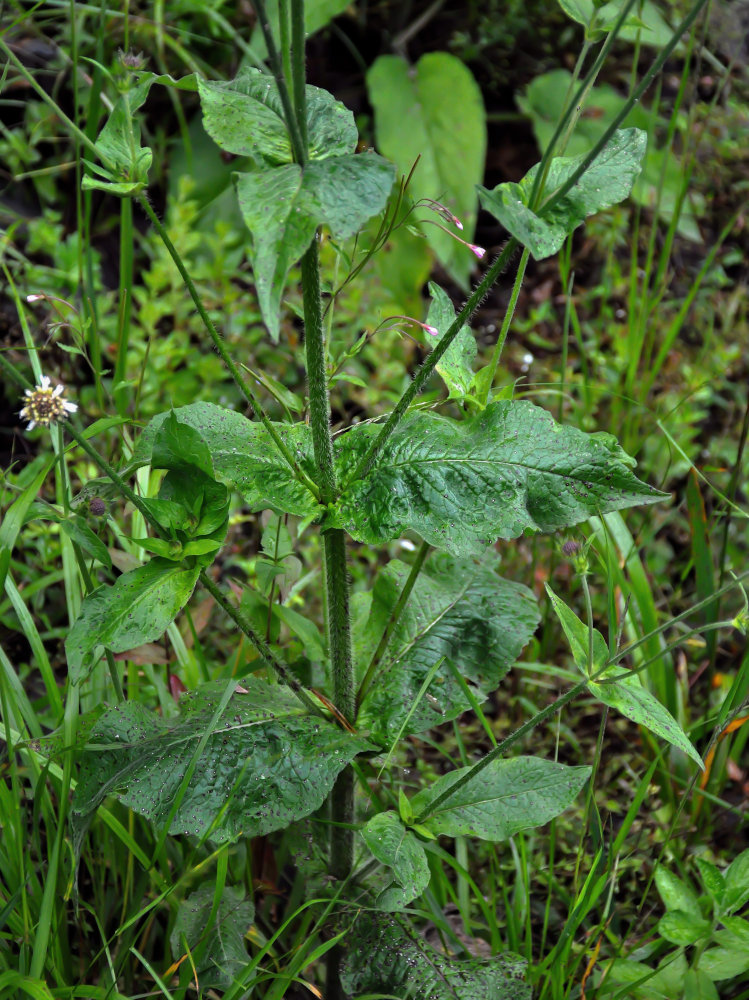 Image of Knautia involucrata specimen.