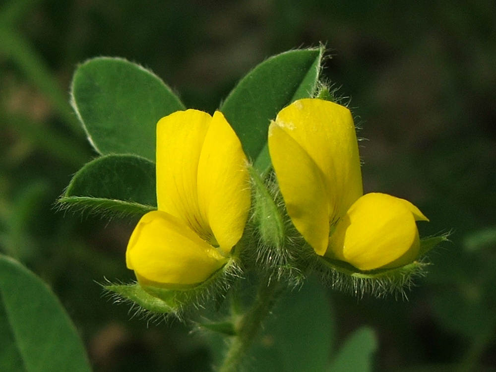 Image of Argyrolobium biebersteinii specimen.