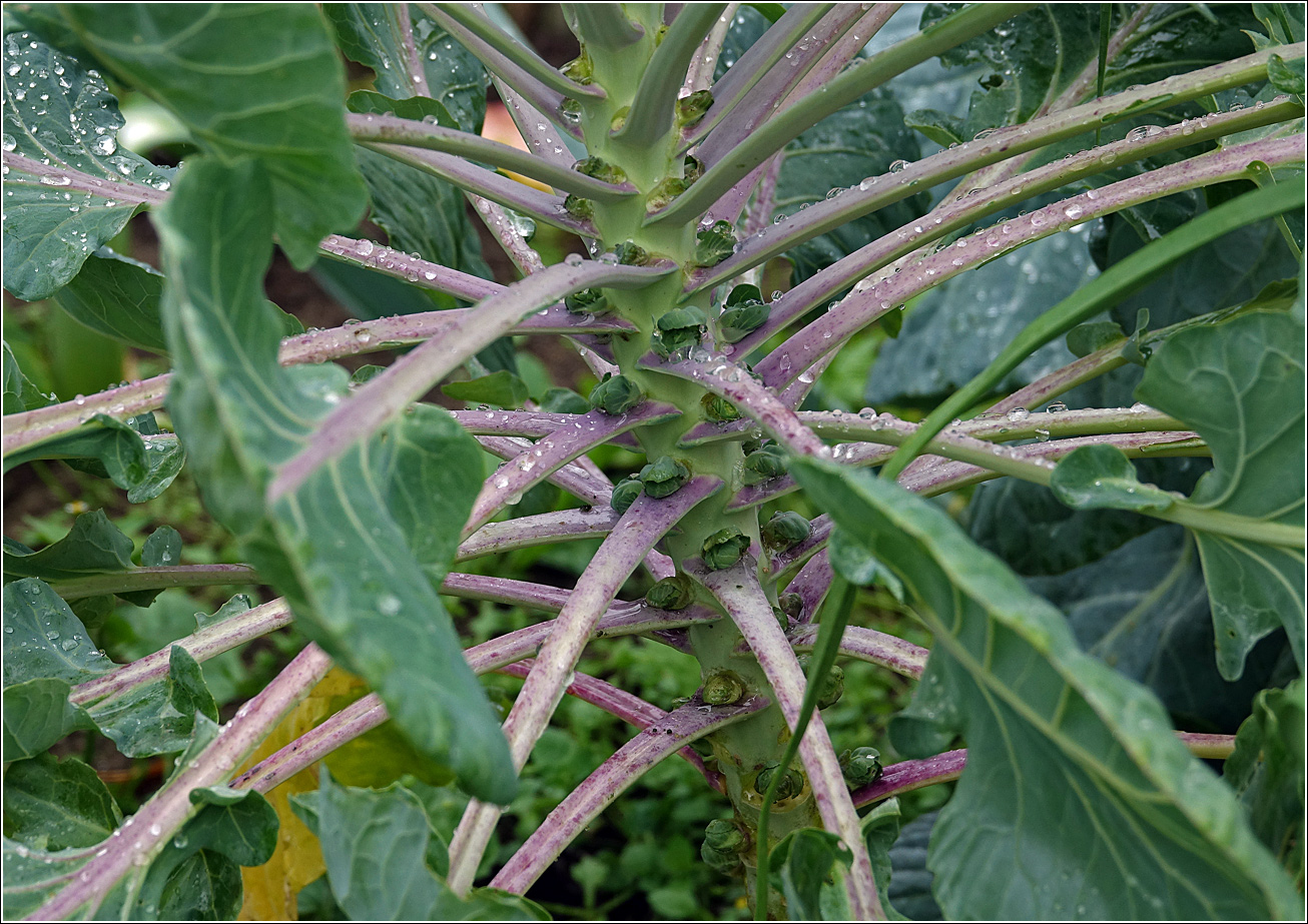 Изображение особи Brassica oleracea var. gemmifera.